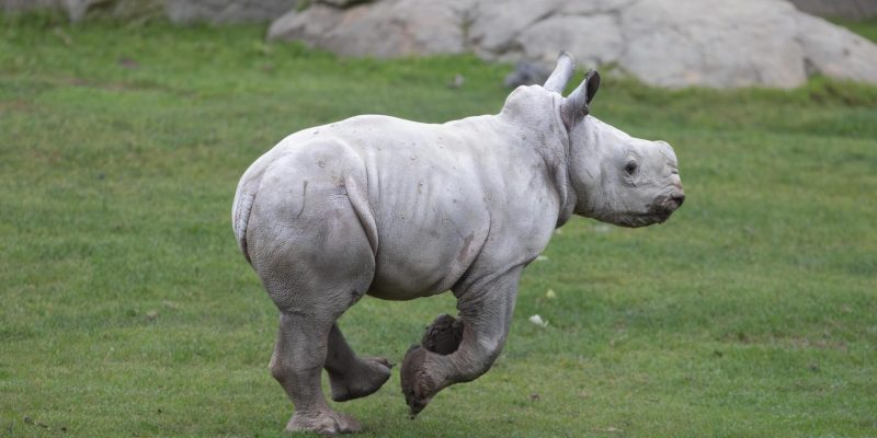 A southern white rhino calf lies on straw bedding beside the legs of an adult rhino.