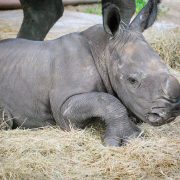 A young southern white rhino calf runs across green grass in front of rock outcrops.