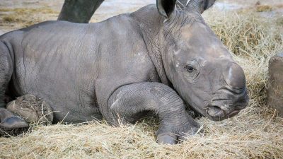 A young southern white rhino calf runs across green grass in front of rock outcrops.