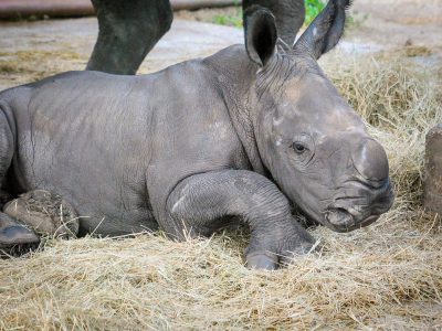 A young southern white rhino calf runs across green grass in front of rock outcrops.