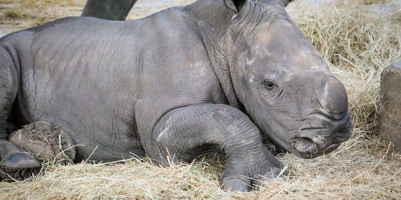 A young southern white rhino calf runs across green grass in front of rock outcrops.