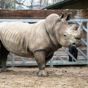 A large southern white rhino stands on sandy ground beside a metal gate and wooden fence.