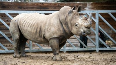 A large southern white rhino stands on sandy ground beside a metal gate and wooden fence.