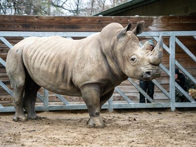 A large southern white rhino stands on sandy ground beside a metal gate and wooden fence.