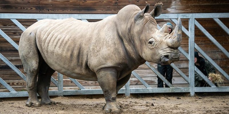 A large southern white rhino stands on sandy ground beside a metal gate and wooden fence.