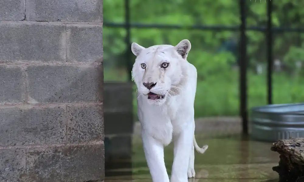 A white tiger with pale, barely visible stripes walks toward the camera across a wet concrete enclosure floor.