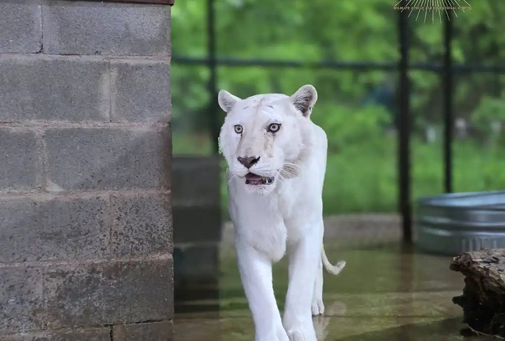A white tiger with pale, barely visible stripes walks toward the camera across a wet concrete enclosure floor.