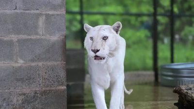 A white tiger with pale, barely visible stripes walks toward the camera across a wet concrete enclosure floor.