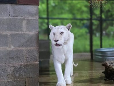 A white tiger with pale, barely visible stripes walks toward the camera across a wet concrete enclosure floor.