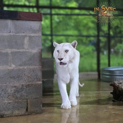 A white tiger with pale, barely visible stripes walks toward the camera across a wet concrete enclosure floor.