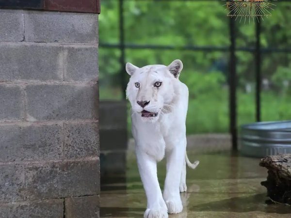 A white tiger with pale, barely visible stripes walks toward the camera across a wet concrete enclosure floor.