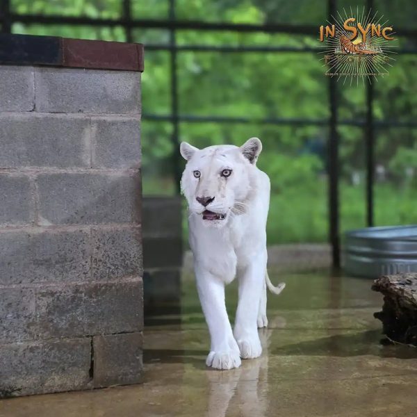 A white tiger with pale, barely visible stripes walks toward the camera across a wet concrete enclosure floor.