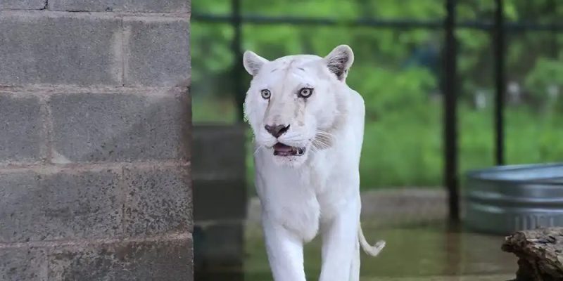A white tiger with pale, barely visible stripes walks toward the camera across a wet concrete enclosure floor.