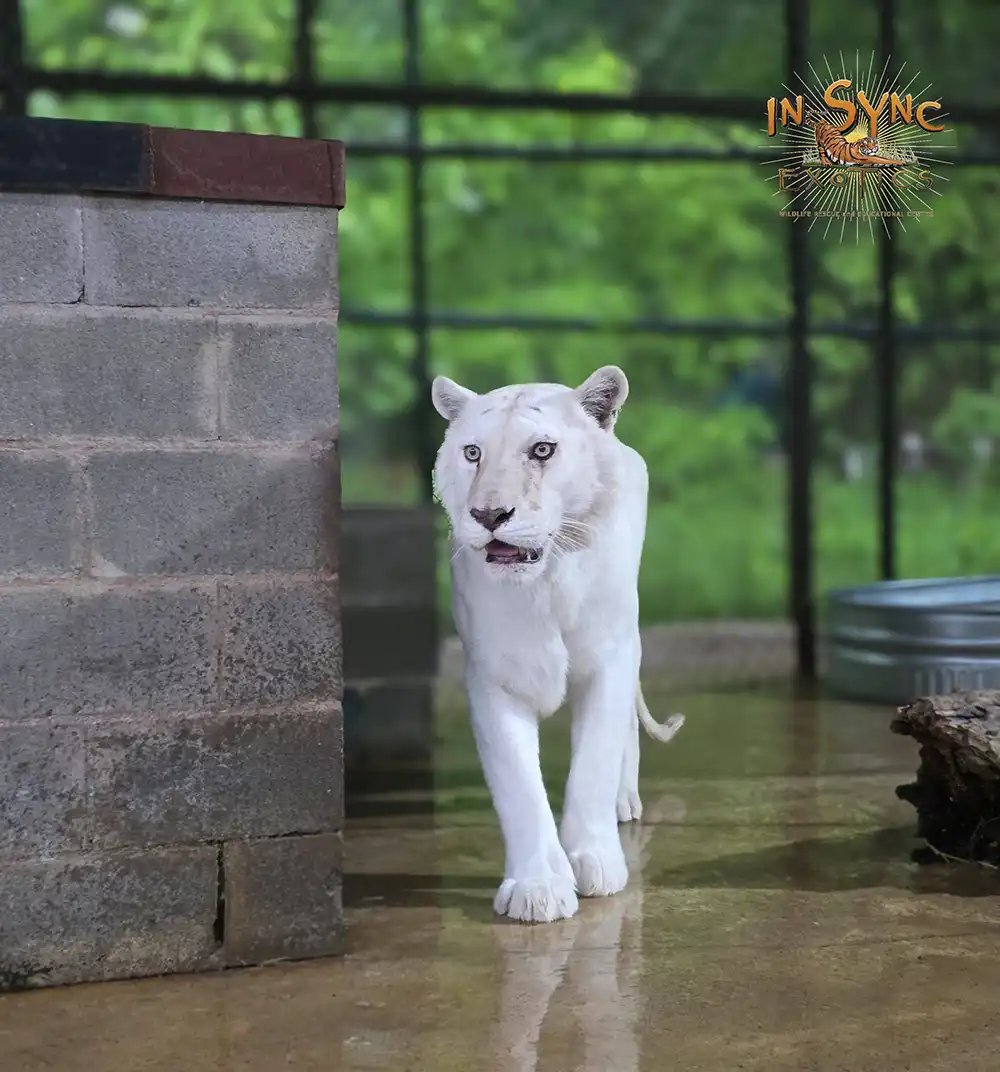A white tiger with pale, barely visible stripes walks toward the camera across a wet concrete enclosure floor.
