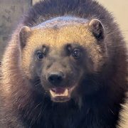 Laura, a young wolverine with dense dark brown fur and a pale band across her forehead, looks toward the camera with her mouth slightly open.