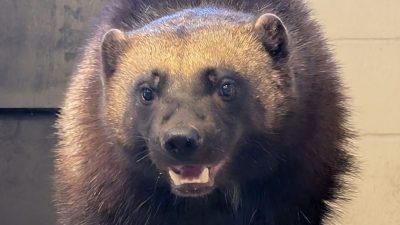 Laura, a young wolverine with dense dark brown fur and a pale band across her forehead, looks toward the camera with her mouth slightly open.