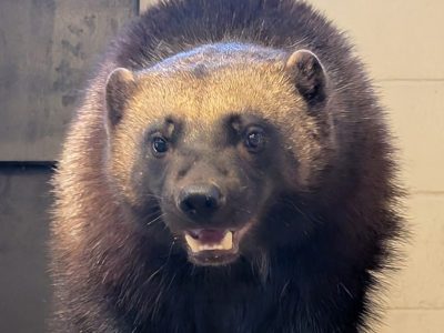 Laura, a young wolverine with dense dark brown fur and a pale band across her forehead, looks toward the camera with her mouth slightly open.