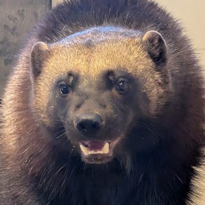 Laura, a young wolverine with dense dark brown fur and a pale band across her forehead, looks toward the camera with her mouth slightly open.
