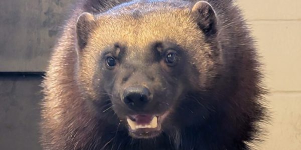 Laura, a young wolverine with dense dark brown fur and a pale band across her forehead, looks toward the camera with her mouth slightly open.
