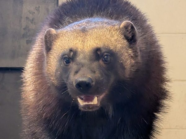 Laura, a young wolverine with dense dark brown fur and a pale band across her forehead, looks toward the camera with her mouth slightly open.