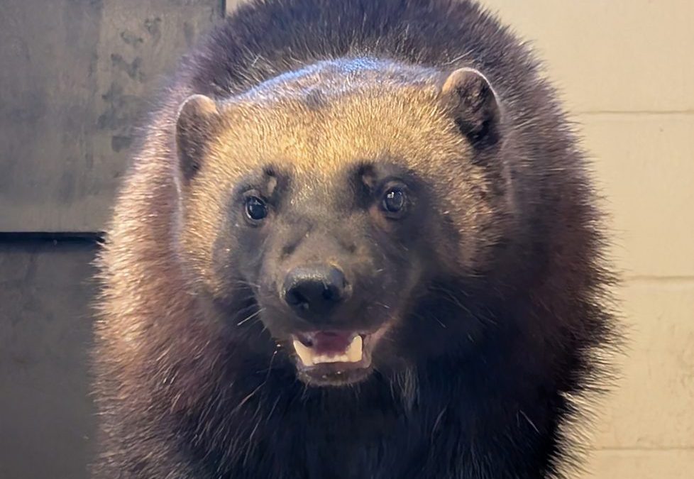 Laura, a young wolverine with dense dark brown fur and a pale band across her forehead, looks toward the camera with her mouth slightly open.