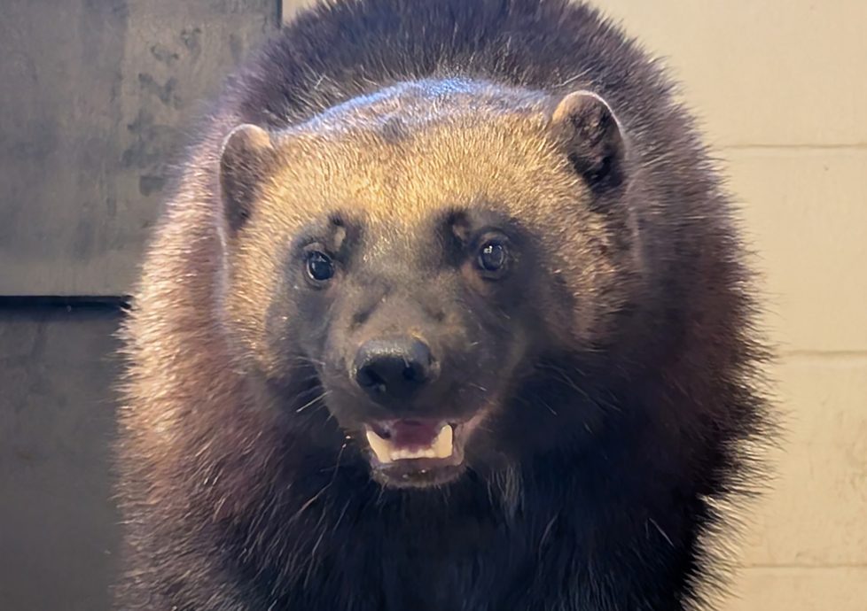 Laura, a young wolverine with dense dark brown fur and a pale band across her forehead, looks toward the camera with her mouth slightly open.
