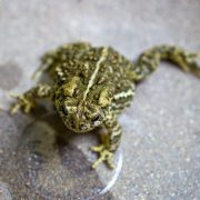 An olive and brown Wyoming toad, covered in raised bumps, sits on a wet concrete surface facing the camera.