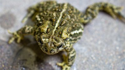 An olive and brown Wyoming toad, covered in raised bumps, sits on a wet concrete surface facing the camera.