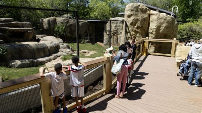 Visitors including two boys at a wooden railing look out over the grassy African lion habitat at Zoo Atlanta from a raised boardwalk.