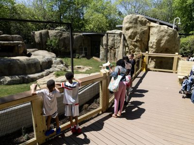 Visitors including two boys at a wooden railing look out over the grassy African lion habitat at Zoo Atlanta from a raised boardwalk.