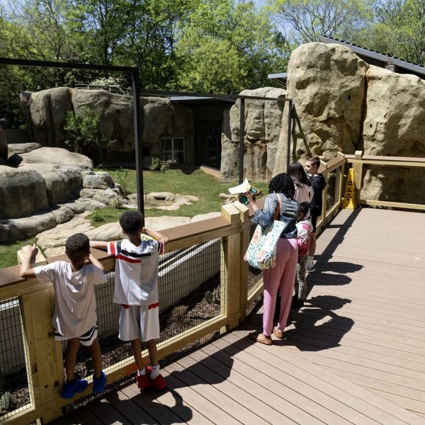 Visitors including two boys at a wooden railing look out over the grassy African lion habitat at Zoo Atlanta from a raised boardwalk.