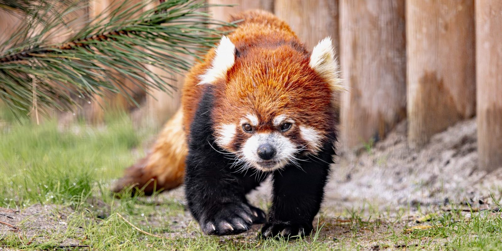 A red panda with rust-coloured fur and white face markings walks across grass beside a wooden post fence at Zoo Boise.