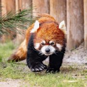 A red panda with rust-coloured fur and white face markings walks across grass beside a wooden post fence at Zoo Boise.