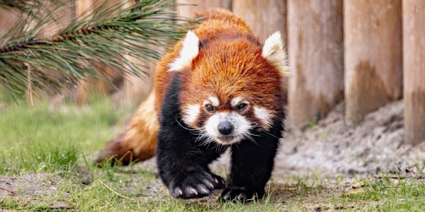 A red panda with rust-coloured fur and white face markings walks across grass beside a wooden post fence at Zoo Boise.