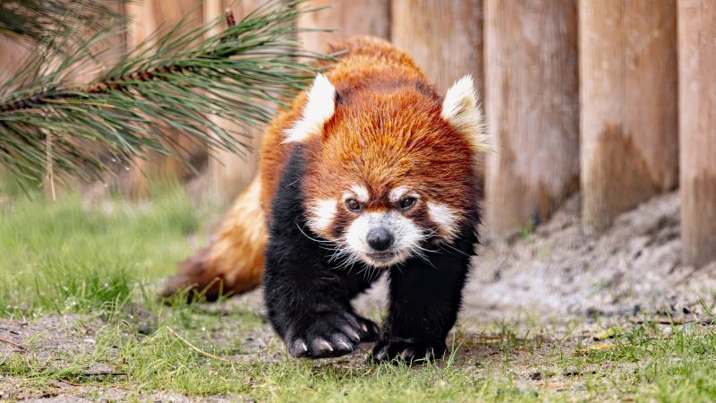 A red panda with rust-coloured fur and white face markings walks across grass beside a wooden post fence at Zoo Boise.