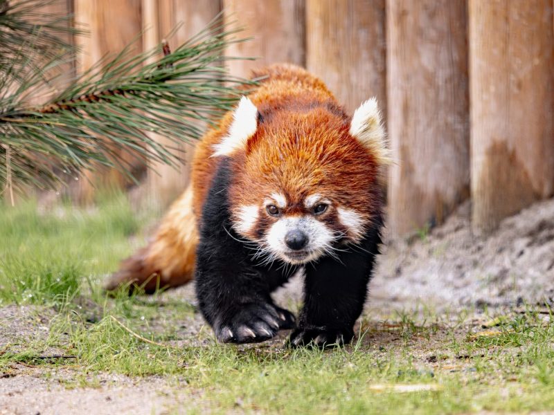 A red panda with rust-coloured fur and white face markings walks across grass beside a wooden post fence at Zoo Boise.