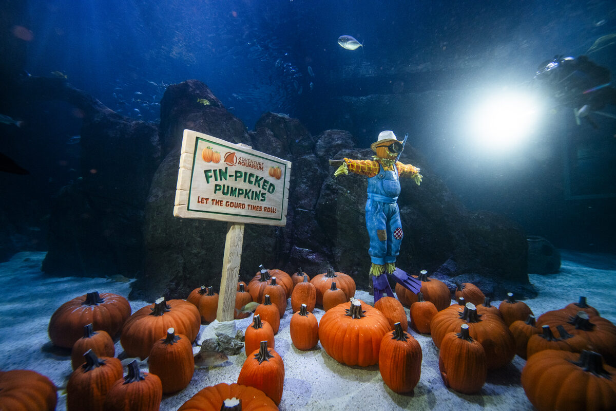 A scuba-diving scarecrow standing among dozens of pumpkins on the sand floor of an aquarium tank, beside a Fin-Picked Pumpkins sign, with fish swimming above
