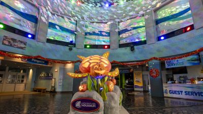 A glowing carved sea turtle and pumpkin display lit up in an aquarium atrium