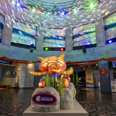 A glowing carved sea turtle and pumpkin display lit up in an aquarium atrium