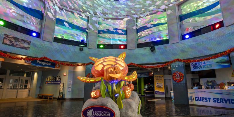A glowing carved sea turtle and pumpkin display lit up in an aquarium atrium