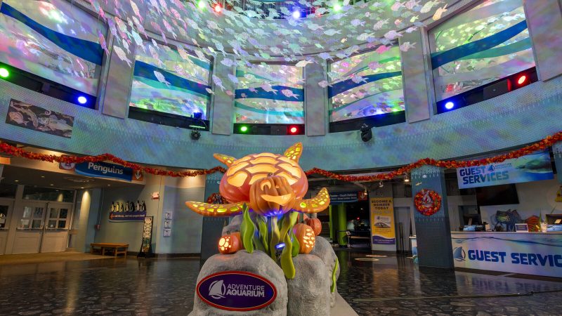 A glowing carved sea turtle and pumpkin display lit up in an aquarium atrium