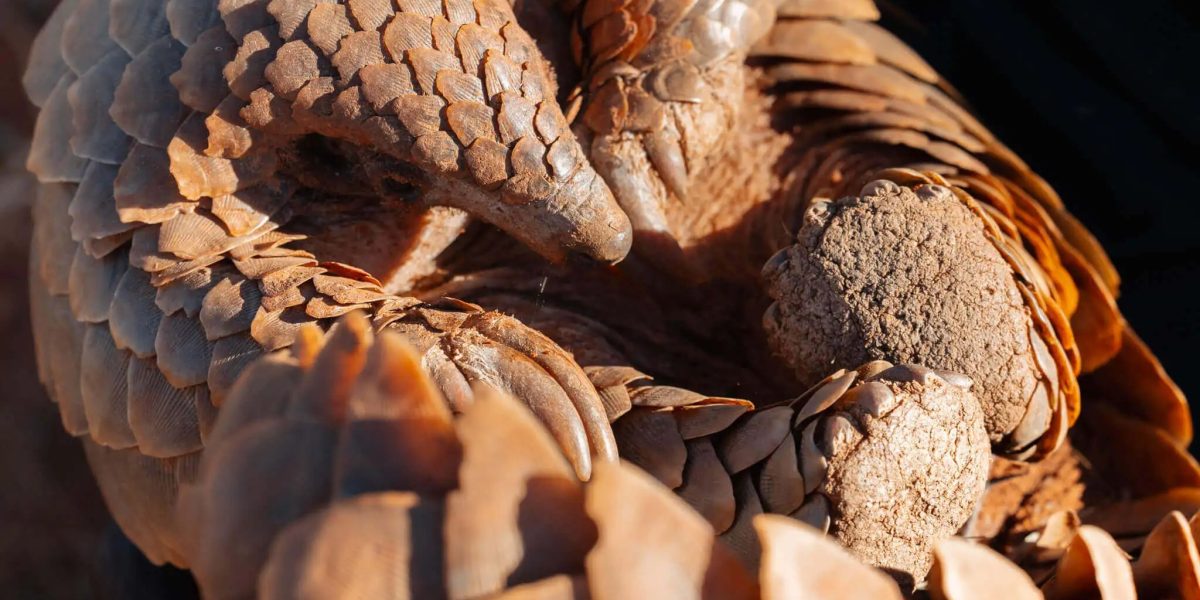 A Temminck's pangolin walking across sandy ground
