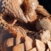 A Temminck's pangolin walking across sandy ground