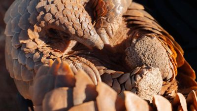 A Temminck's pangolin walking across sandy ground