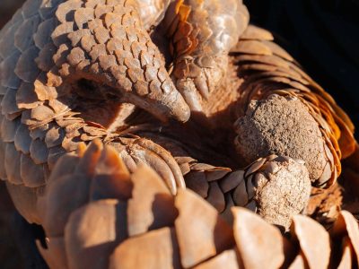 A Temminck's pangolin walking across sandy ground