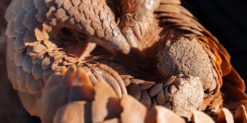 A Temminck's pangolin walking across sandy ground