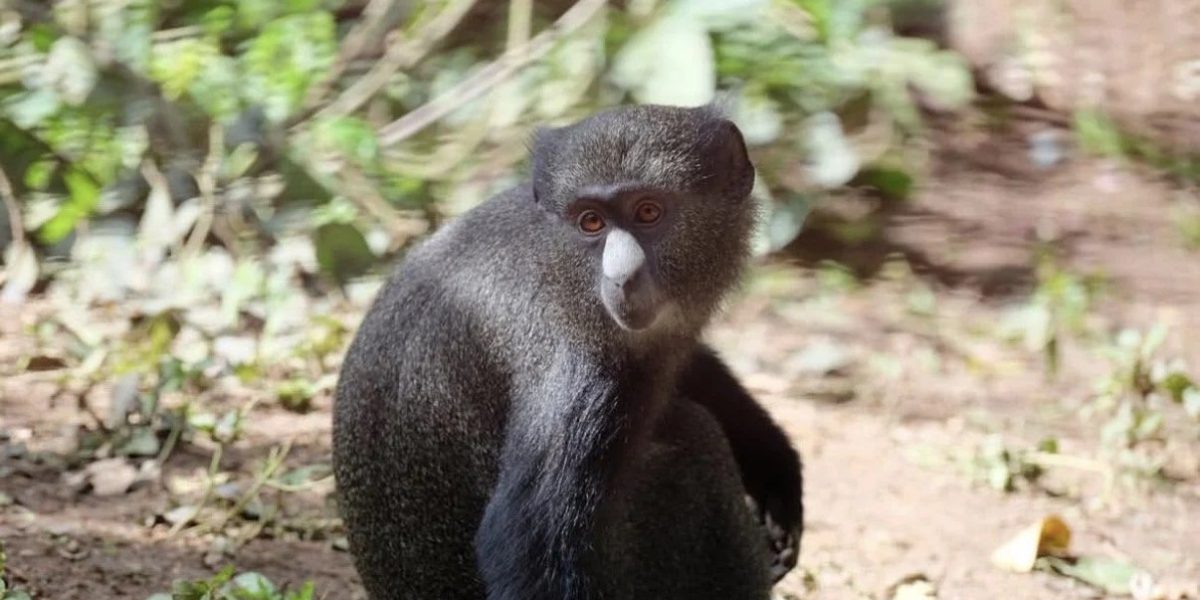 Sanctuary staff working on a primate enclosure
