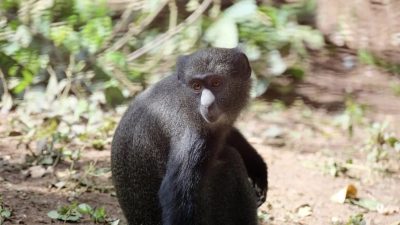 Sanctuary staff working on a primate enclosure