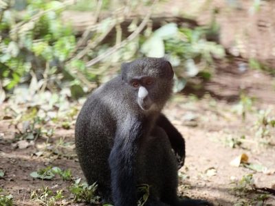 Sanctuary staff working on a primate enclosure