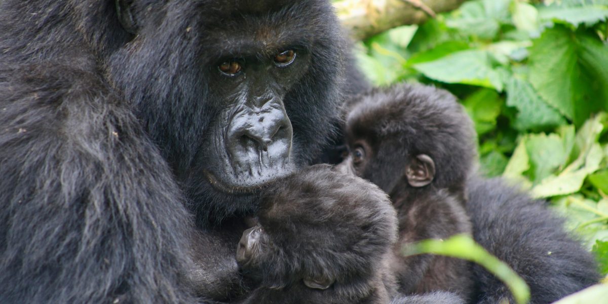 A mountain gorilla mother with twin infants